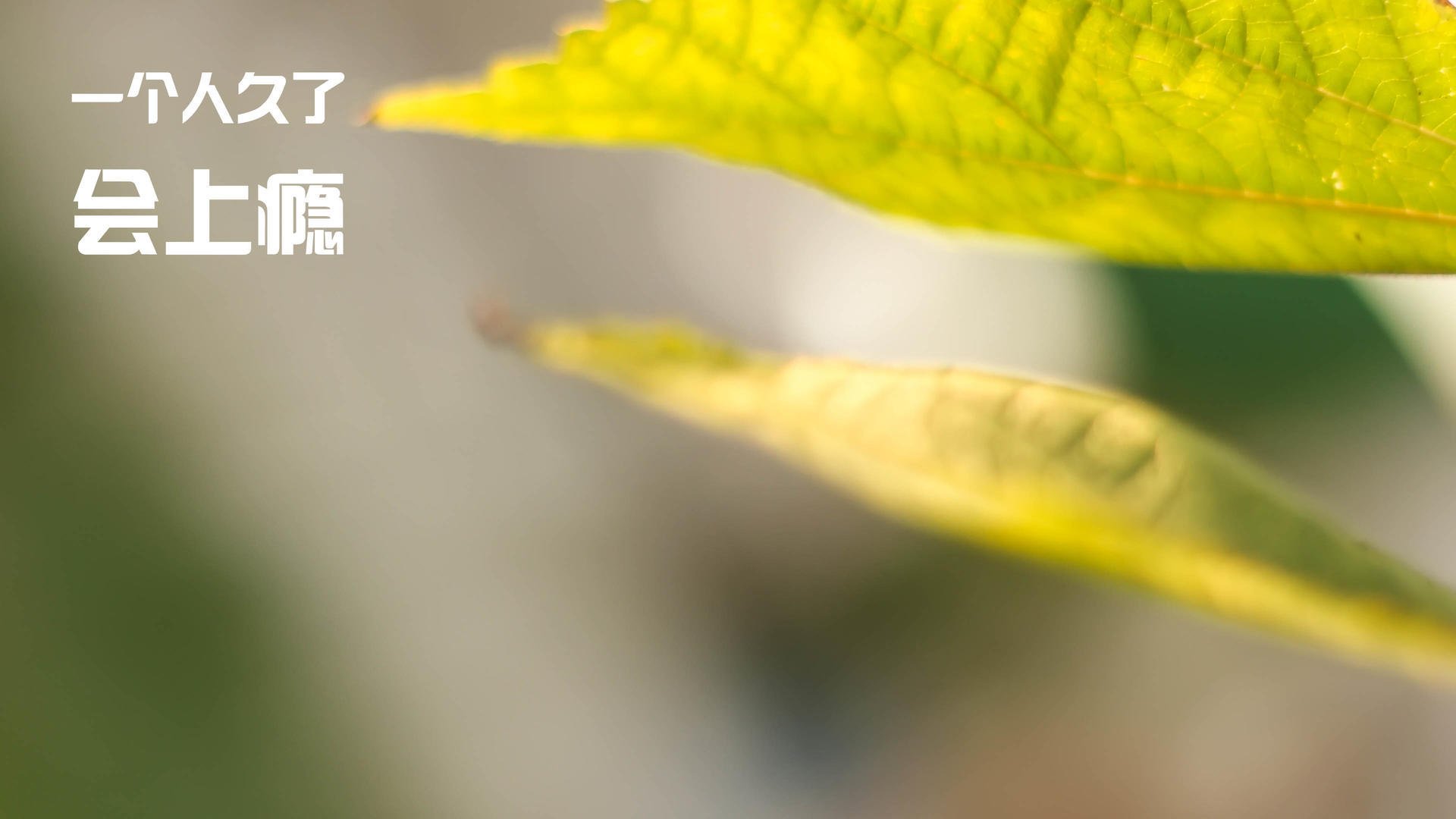 欧冠淘汰赛焦点战，森林狼压制独行侠，跨界竞技的战术启示